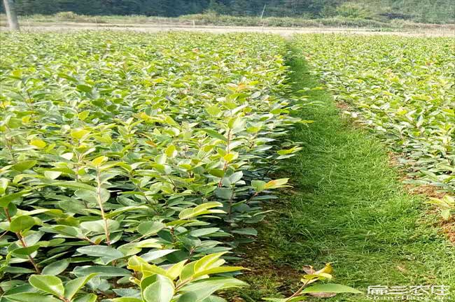 甕安油茶苗的佳種植