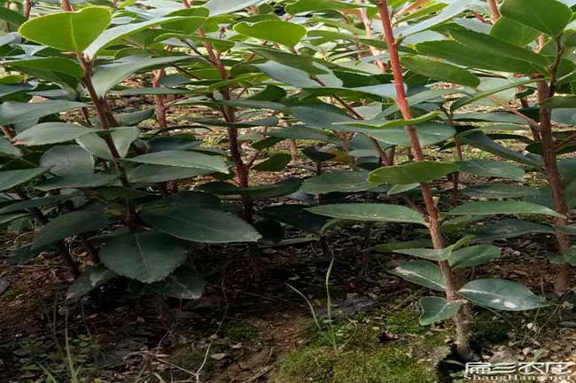 廣惠扁山北方能種植油