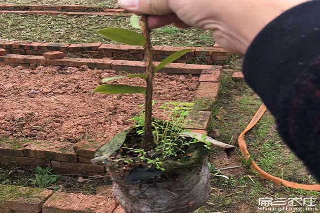 儋州油茶苗批發(fā)