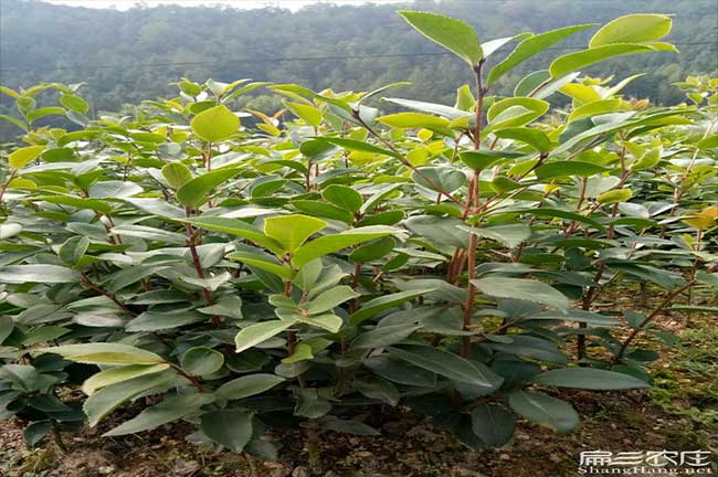 吉首油茶苗批發(fā)