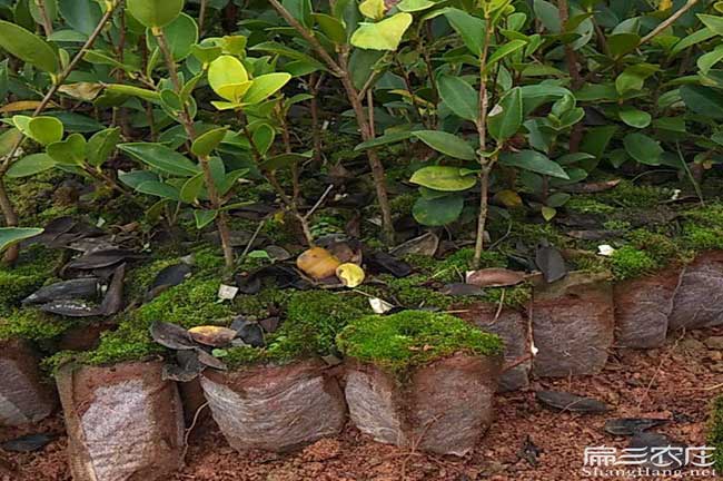 文昌嫁接油茶苗