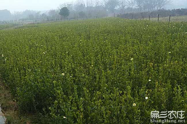 重慶大油茶基地