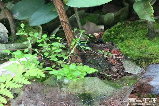 銅仁六盤水大嫁接油茶苗價格&興義安順油茶苗批發(fā)