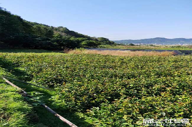 新圩鎮(zhèn)油茶的價值及其