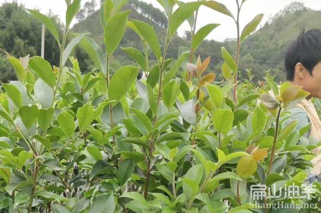 湖北長林油茶樹