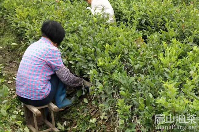 閩優(yōu)油茶苗