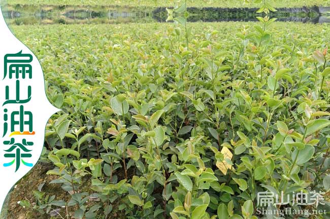 【大油茶苗批發(fā)】三明嫁接紅花大果油茶杯苗價(jià)格-扁山油茶