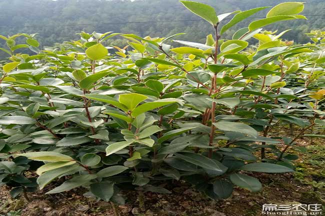 福建正茶樹