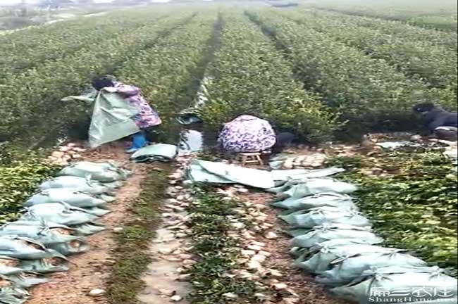 鷹潭良種油茶基地