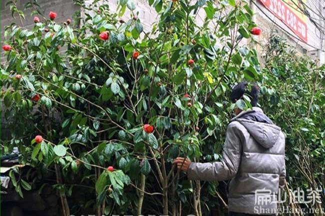 廣西大果油茶苗