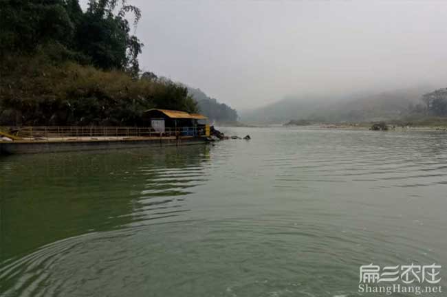 河西鎮(zhèn)油茶苗的經營方