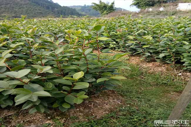 石路油茶種植重在鹿寨