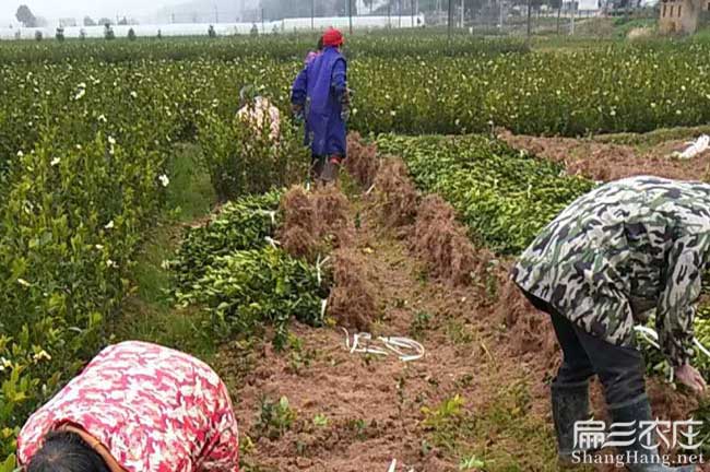 淳安茶樹種植