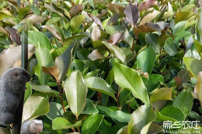 祥城鎮(zhèn)油茶苗、茶樹種