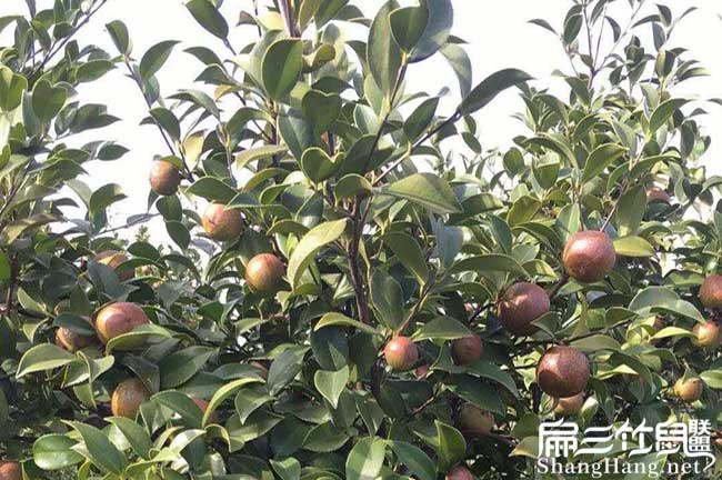 如果在勐勐鎮(zhèn)種植油茶