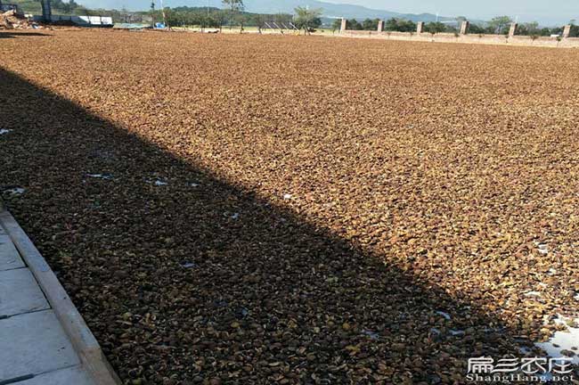 如果在池陽種植油茶正