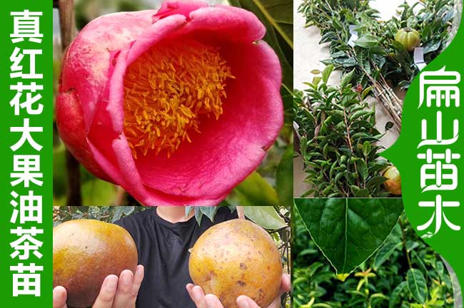 大小林廣西紅花大果油茶苗圃 嫁接軟枝培育標(biāo)準(zhǔn)基地60-100CM