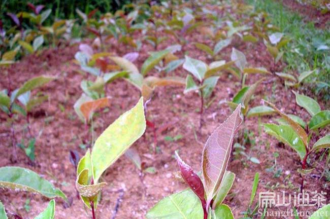 尤溪大油茶苗