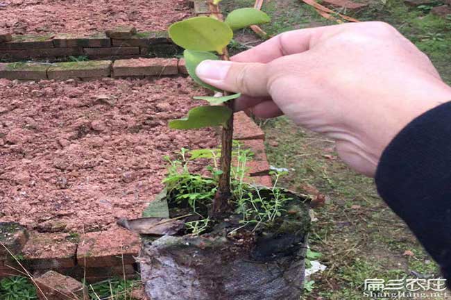 城關(guān)鎮(zhèn)油茶的生物學(xué)特