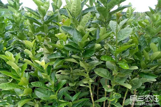 烏家鎮(zhèn)茶樹苗栽植行珠