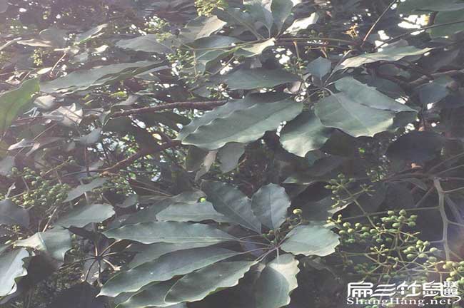 賓州鎮(zhèn)油茶種植的主要