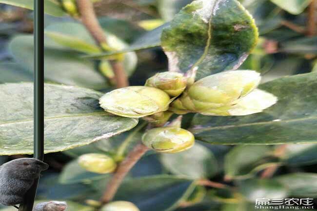 洪江油茶種植