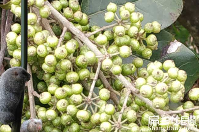 大安鎮(zhèn)扁山油茶分布的