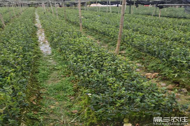 想在常德種植油茶什么茶樹苗品種適合