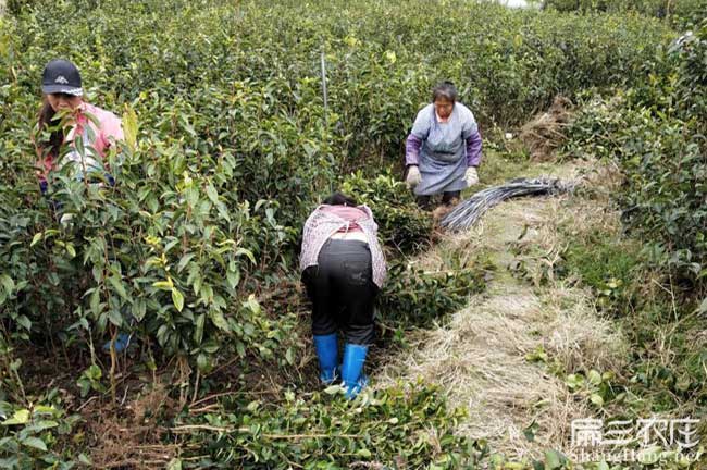 珠海茶籽樹(shù)苗