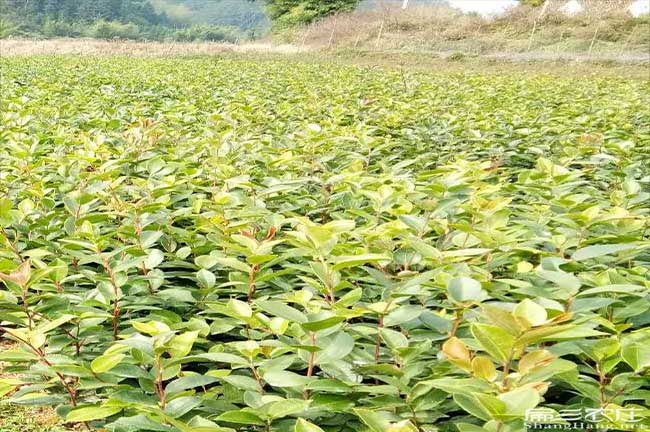 南海茶樹種植