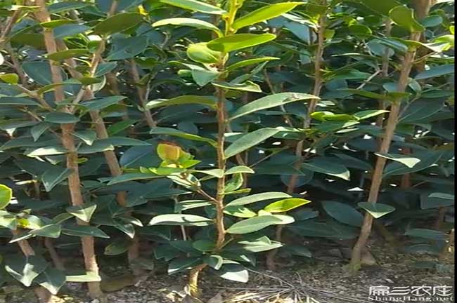 寶雞油茶種植合作社?寶雞油茶苗批發(fā)