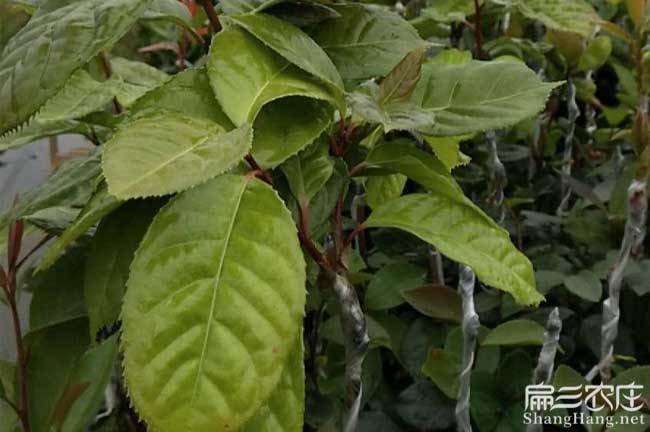 安懷鎮(zhèn)源油茶苗的土壤