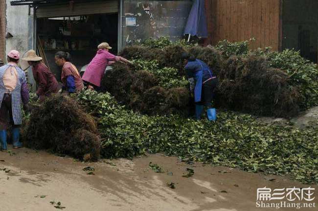 貢山獨龍扁山發(fā)展油茶