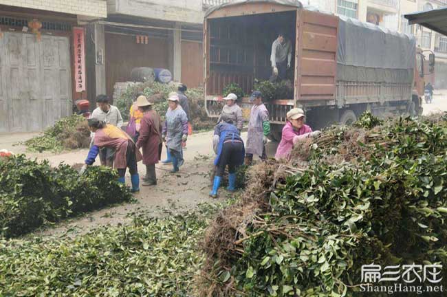 迪慶油茶苗批發(fā)價(jià)錢是多少錢一珠(香格里拉維西德欽)