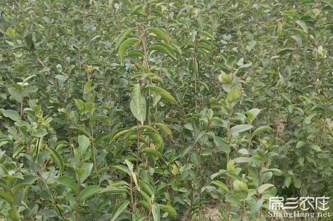 大理市市面上紅花茶油