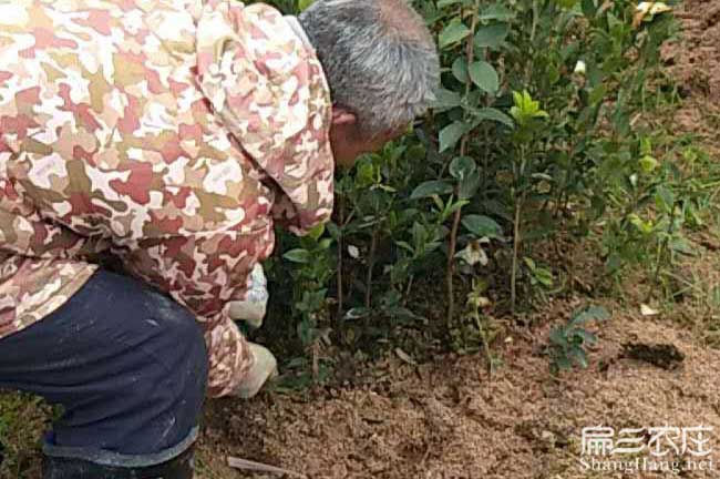 肇慶茶樹(shù)苗