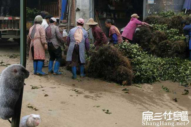 鎮(zhèn)沅適合種植油茶樹嗎