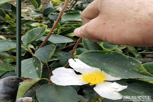 容縣油茶苗批發(fā)