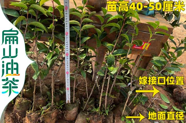 莆田3年油茶苗明年掛果楊梅苗批發(fā) 東魁楊梅6元/珠-扁山苗木