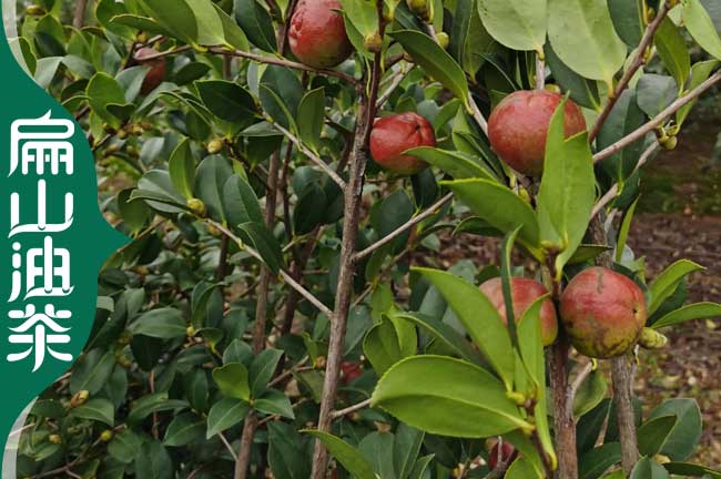 泉州紅皮油茶果苗批發(fā)