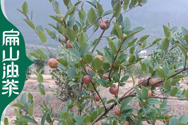 臨夏油茶種植