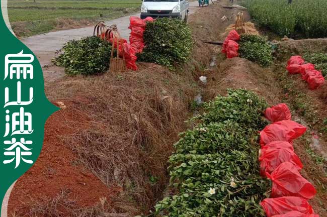 江北油茶苗培育