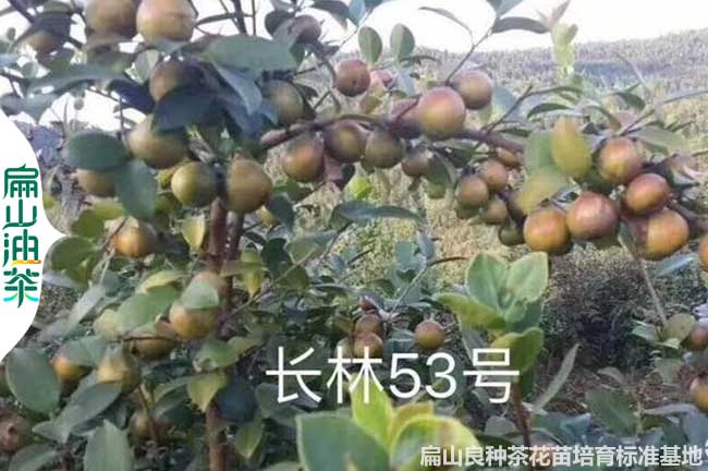 宿遷長(zhǎng)林53號(hào)油茶苗