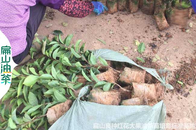 大油茶苗湖南培育基地 裸根小杯苗嫁接種子營養(yǎng)袋裝30-60CM