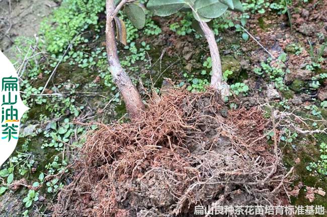 懷化2年裸根油茶苗