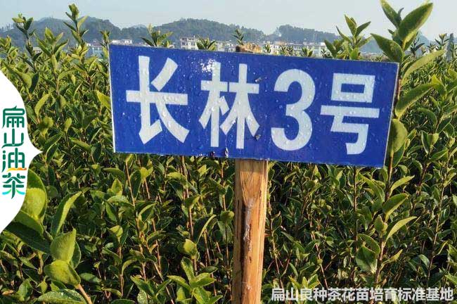 萍鄉(xiāng)長林3號油茶苗