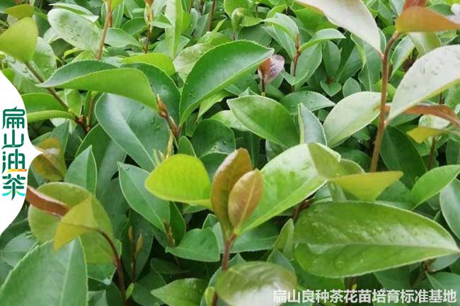 仙桃軟枝油茶苗培育