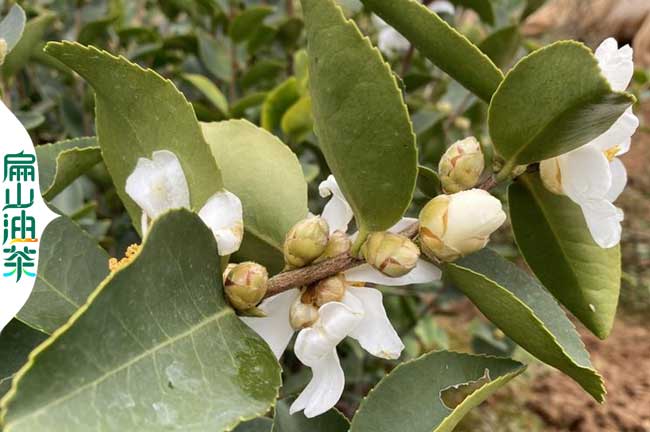 平頂山白花油茶苗培育