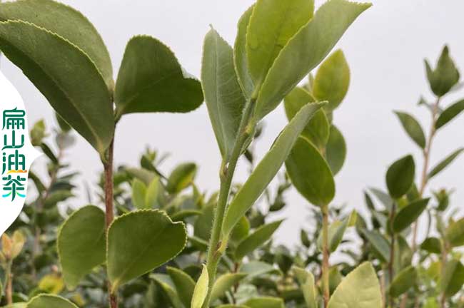 陜西油茶苗培育