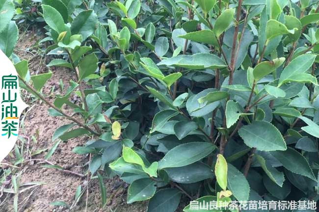 平頂山軟枝油茶苗批發(fā)